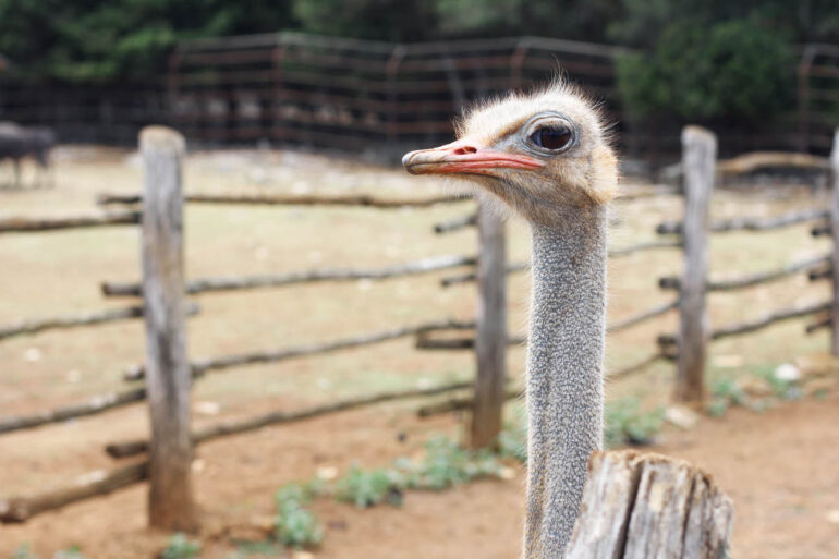 Ostrich in the safari park of Brijuni National Park