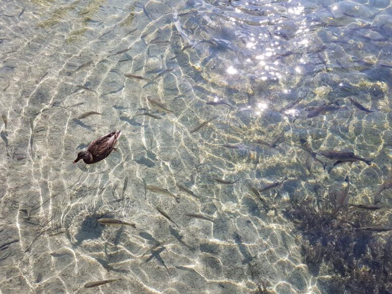 You can see the fish in the clear waters of lake Kozjak