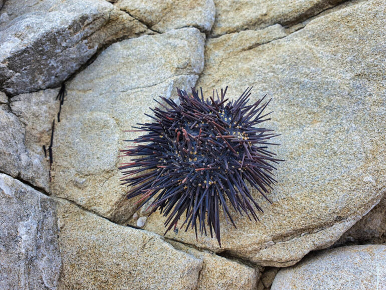 Sea Urchin