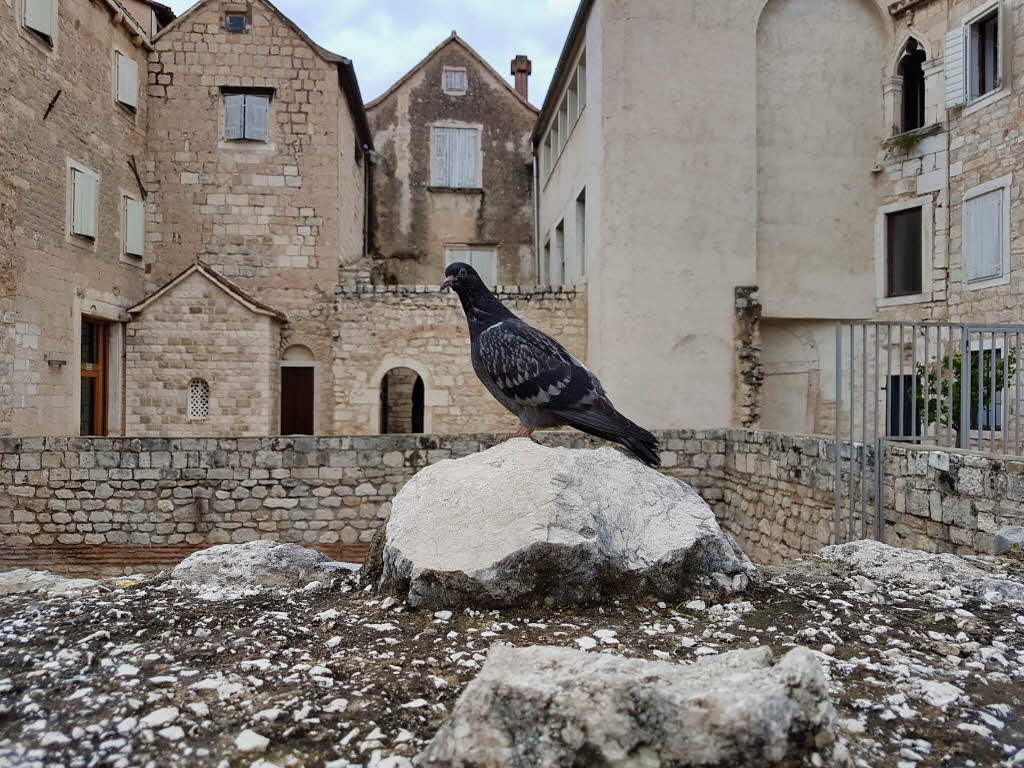 Pigeon in the Diocletianâ€™s Palace in Split Croatia
